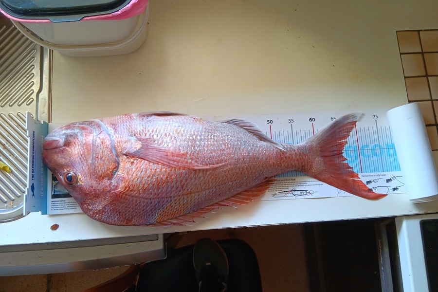 Simon Adamson caught this 66.0cm Snapper at Hauraki Gulf during The OBC Fishing Competition